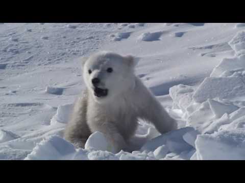 Polar BEAR UMKA