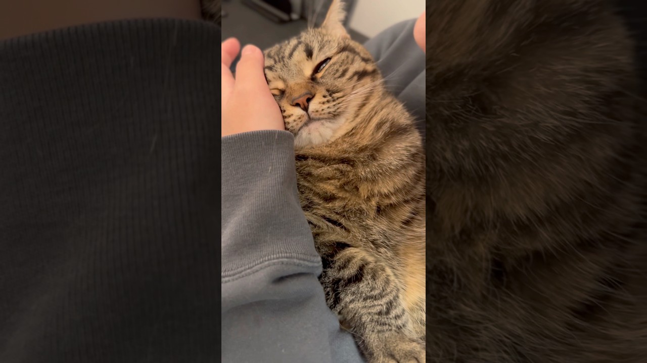 もふもふ猫が可愛すぎて、遠隔猫吸いするママwww #cat #猫