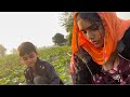 गाँव में देसी ख़ाना खेतों में से पालक �