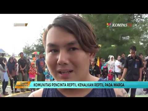 Pecinta Reptil Yuk Gabung Komunitas Ini - TribunNews.com  