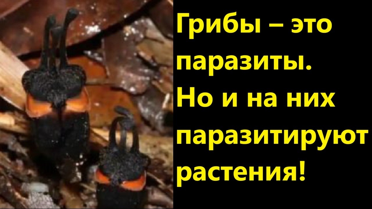 Грибы – это паразиты  Но и на них паразитируют растения!