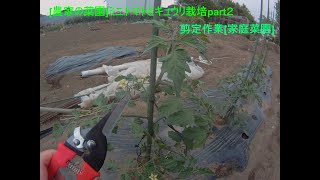 [農家の菜園]21/05/10 ミニトマトとキュウリの栽培part2 摘心と芽かき作業　[家庭菜園]