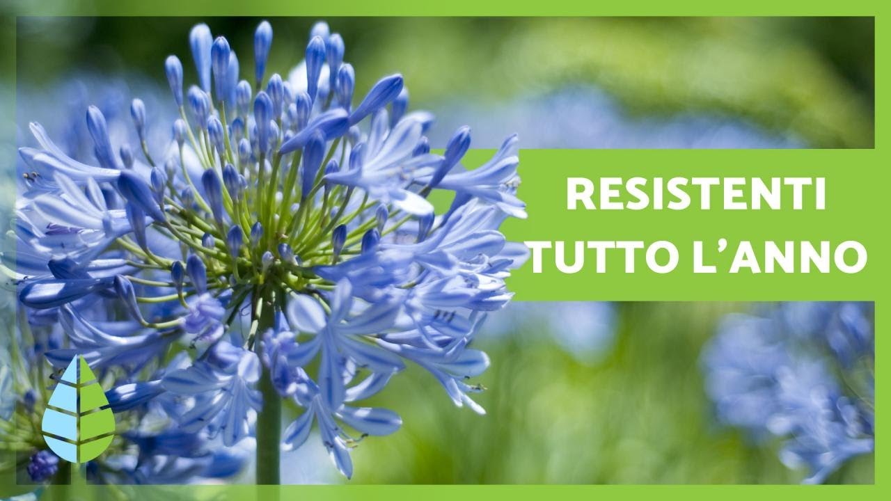 Watch Now 10 PIANTE da ESTERNO RESISTENTI al SOLE e al FREDDO 🌼🌿 10 PIANTE da ESTERNO RESISTENTI al SOLE e al FREDDO 🌼🌿