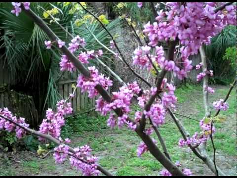 Eat The Weeds: Video 126: The Eastern Redbud - YouTube