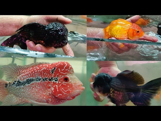 Koi Fish, Flowerhorn Fish, Discus Fish at AMart Aquatic World Fish Shop Kurla