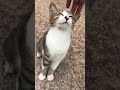 Grey Cat Meowing Very Cute