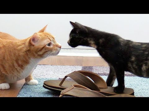 Introducing Cats to New Kittens for the First Time - YouTube