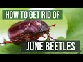 How to Get Rid of June Beetles (June Bugs)