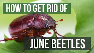 How to Get Rid of June Beetles (June Bugs)