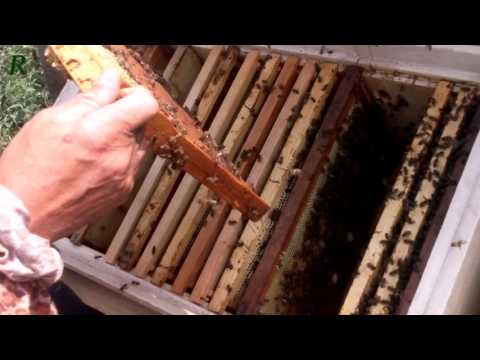 Состояние пчелосемей после откачки мёда на апиулье
