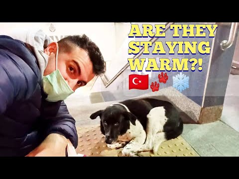 How They Treat Stray Animals In Istanbul during the Winter Turkey