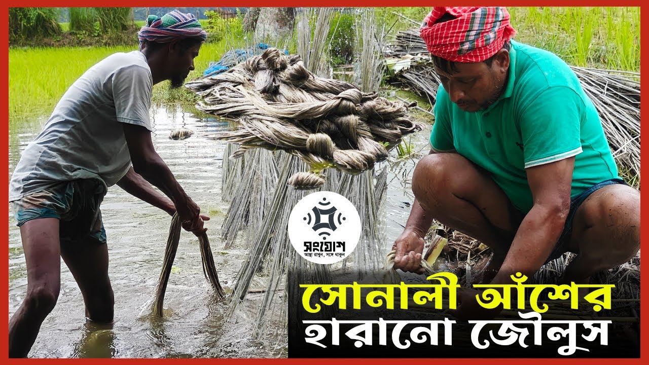 সোনালী আঁশের সোনালী স্মৃতি!