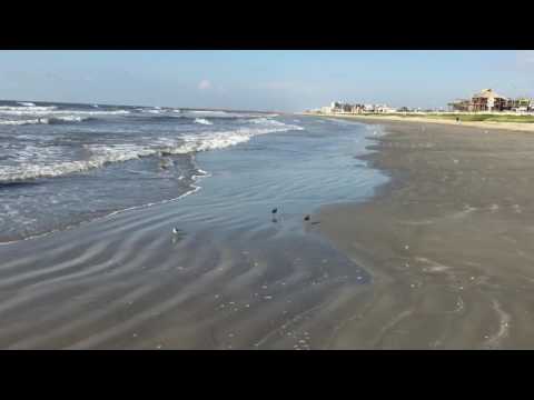 Laughing Gulls, Willet, and Ruddy Turnstones taking flight