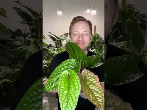 Anthurium Radicans x Luxurians: Eine blühende Schönheit!