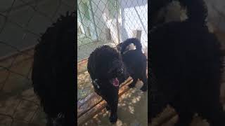 Video preview image #1 Poodle (Standard)-Unknown Mix Puppy For Sale in Grafton, WI, USA