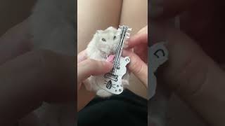 ライラックを弾くハムスター