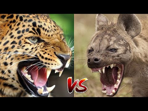 ГИЕНА ПРОТИВ ЛЕОПАРДА - КТО СИЛЬНЕЕ? КТО ПОБЕДИТ?