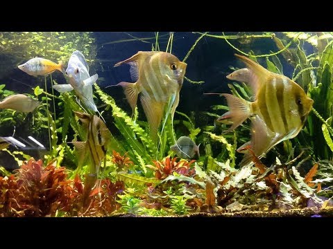 massive Altum angelfish, discus fish, rainbowfish planted fish tank