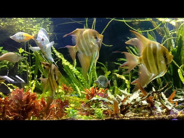 massive Altum angelfish, discus fish, rainbowfish planted fish tank