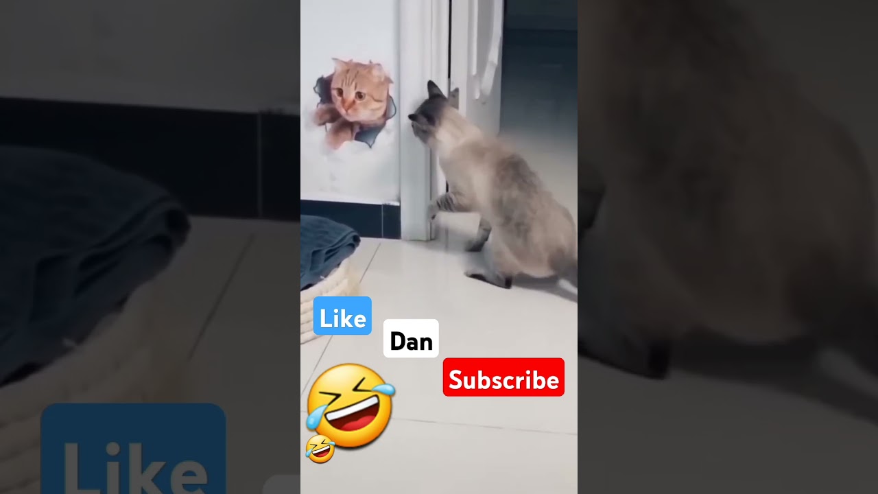 Dikira kucing ternyata stiker kucing