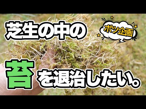 自家製天然コケ除去剤石鹸塩酢庭の芝生