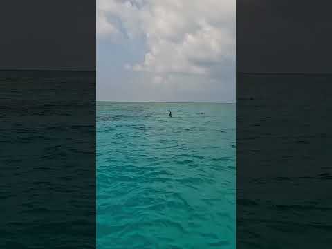 Maldives Spinner Dolphin Jumps #maldives #dolphin
