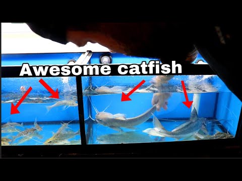 NEW FISH shipment UNBOXING LIVE TROPICAL FISH from SOUTH AMERICA