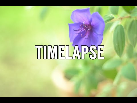 Tibouchina Urvilleana (Timelapse)
