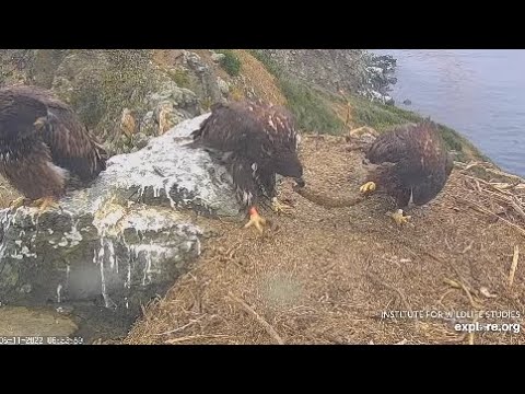 West End Cam.Two fish deliveries, Ahote steals, Mom feed two of them. 06.11.2022. Explore.org