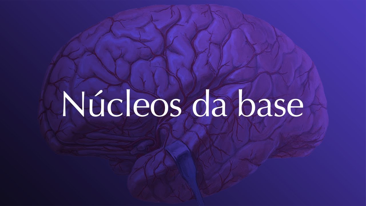 Neuroanatomia - Núcleos da base (estrutura e funções)