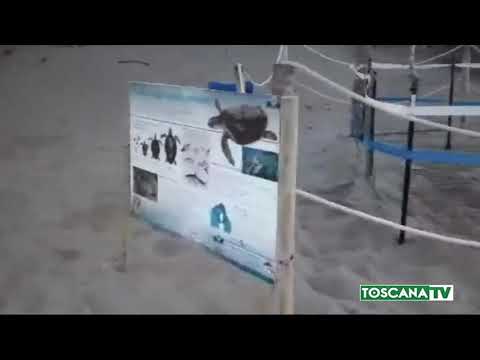 2020-08-18 GROSSETO - DISTRUGGONO  NIDI DI TARTARUGHE CARETTA CARETTA
