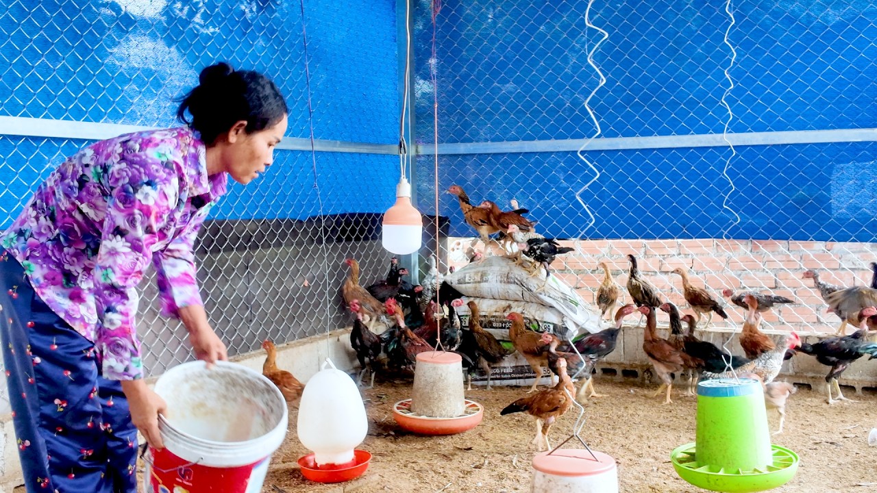 From 100 Chicks to Stronger Livelihoods