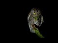 Eurasian Scops Owl Otus Scops Family Birding In Corfu Wildlife Of Greece