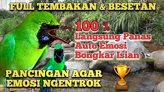 Download lagu Masteran Cucak Ijo Gacor Ngentrok Full Tembakan Bo... mp3