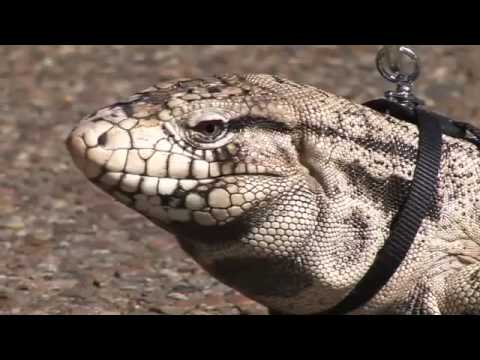 Tegu Lizard On A Leash