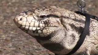 Tegu Lizard on a Leash