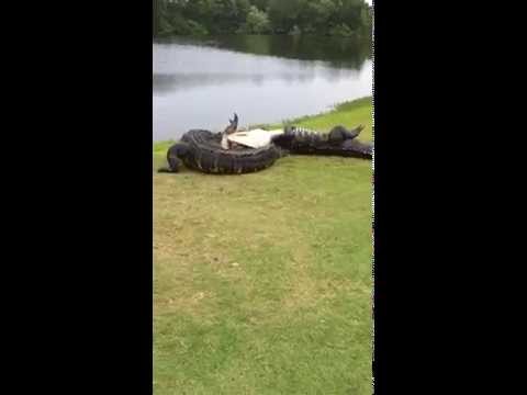 Gator fight on golf course