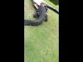 Souboj aligatoru na golfovem hristi (Tearon) - Známka: 2, váha: malá