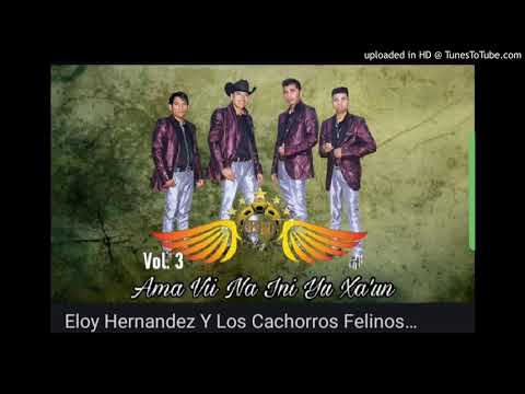 Eloy Hernández y los cachorros felicianos vol.3