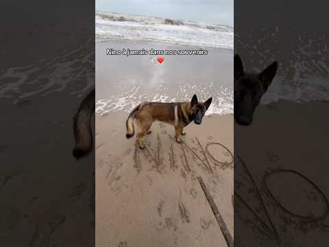 1 mois que t’es plus là Nino, on t’oublie pas mon fils 🕊️❤️ Merci à @kevinserrato6947 🙏