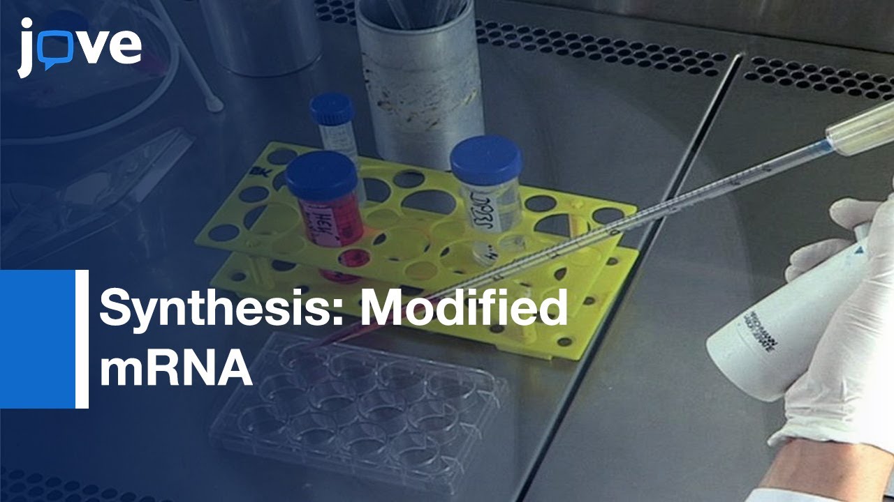Synthesis: Modified mRNA For Induction Of Protein Expression In Human Cells l Protocol Preview