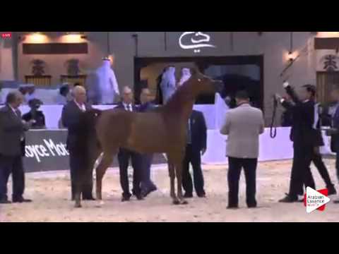 N.96 STAR OF AL ZOBAIR - Dubai 2016 - Mares 4-6 years old (Class 5)