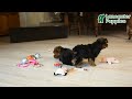 Yorkshire Terrier dogs for sale: Wesley - Video 1