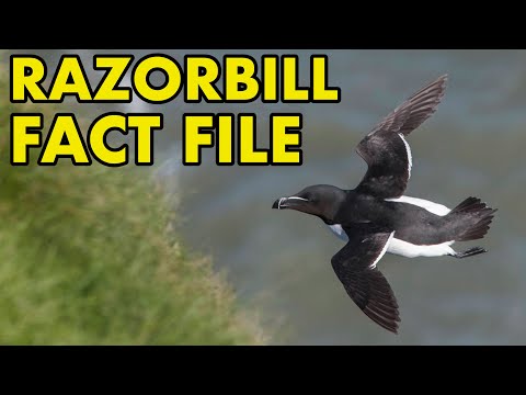 Alka veľká (Alca torda) — fact file druhu britskej fauny