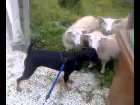 Nadira hilser på sauer ;)