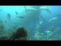 Cabo Pulmo - "The Aquarium of the World"