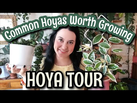 SURPRISE HOYA TOUR🌿Happy & Inexpensive Hoyas Worth Growing Now🌿
