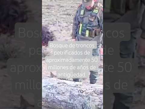 🪵En cercanías de Pilcaniyeu, GN asistió en la localización y preservación de un bosque petrificado