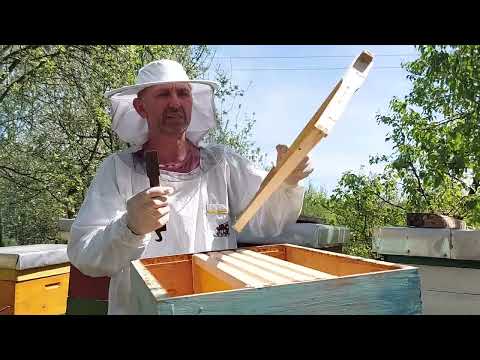 Pčelarstvo za početnike i ograničavanje matice, 7. 4. 2024.