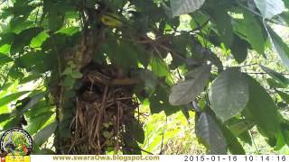 wildlife friendly coffee (Pitta bird)